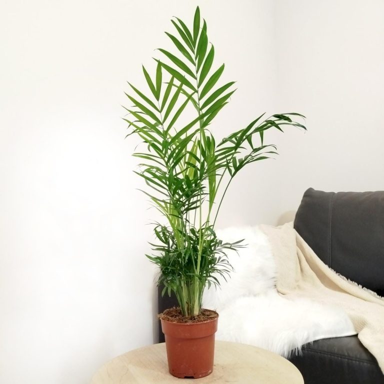 Palma Chamedora wytworna (Chamaedorea elegans) 60cm