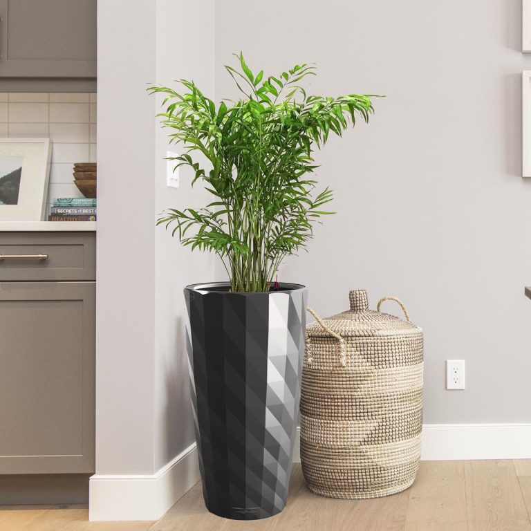 Palma Chamedora wytworna (Chamaedorea elegans) 90cm