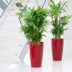 Palma Chamedora wytworna (Chamaedorea elegans) 90cm