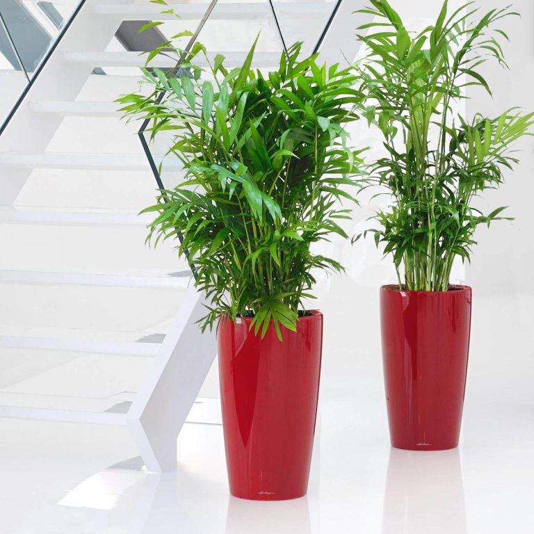 Palma Chamedora wytworna (Chamaedorea elegans) 90cm