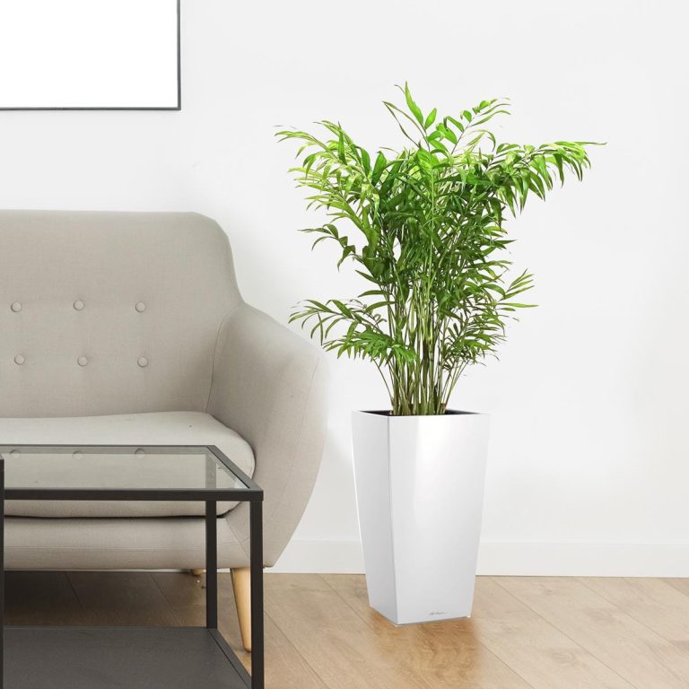 Palma Chamedora wytworna (Chamaedorea elegans) 90cm