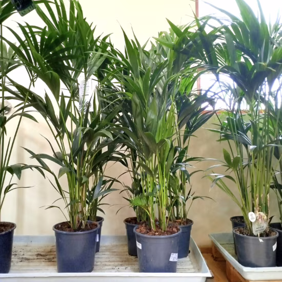Palma Kentia (Kencja, Howea)