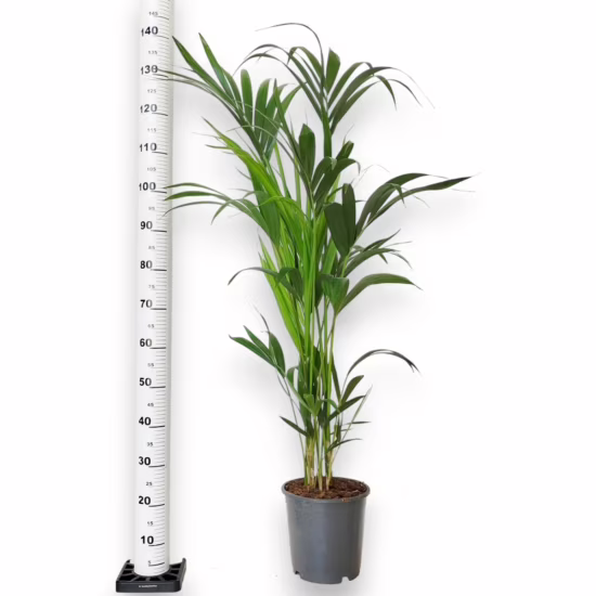 Palma Kentia (Kencja, Howea)