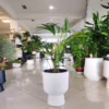 Palma kentia/howea (Howea) 90-100cm
