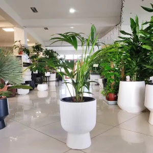Palma kentia/howea (Howea) 80cm
