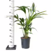 Palma kentia/howea (Howea) 90-100cm