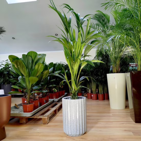 Palma Kentia (Kencja, Howea)