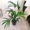 Palma kentia/howea (Howea) 90-100cm