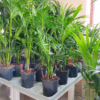 Palma kentia/howea (Howea) 90-100cm