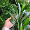 Palma kentia/howea (Howea) 90-100cm