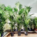Palma Kentia (Kencja, Howea) 230cm