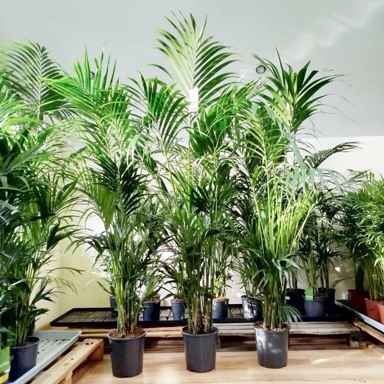 Palma Kentia (Kencja, Howea) 230cm