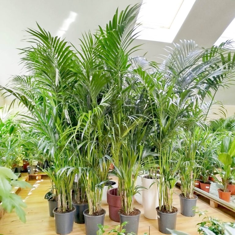 Palma Kentia (Kencja, Howea) 230cm