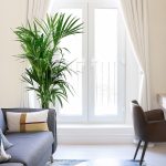 Palma Kentia (Kencja, Howea) 230cm