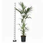 Palma Kentia (Kencja, Howea) 190cm