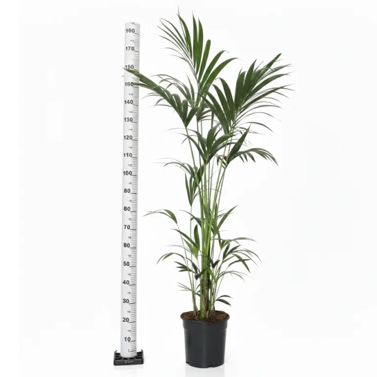 Palma Kentia (Kencja, Howea) 190cm