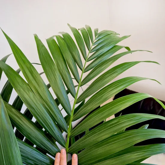 Palma Kentia (Kencja, Howea)