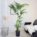 Palma Kentia (Kencja, Howea) 190cm