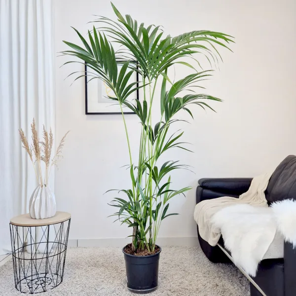 Palma Kentia (Kencja, Howea) 190cm