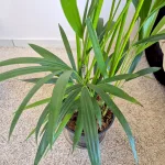 Palma Kentia (Kencja, Howea) 190cm