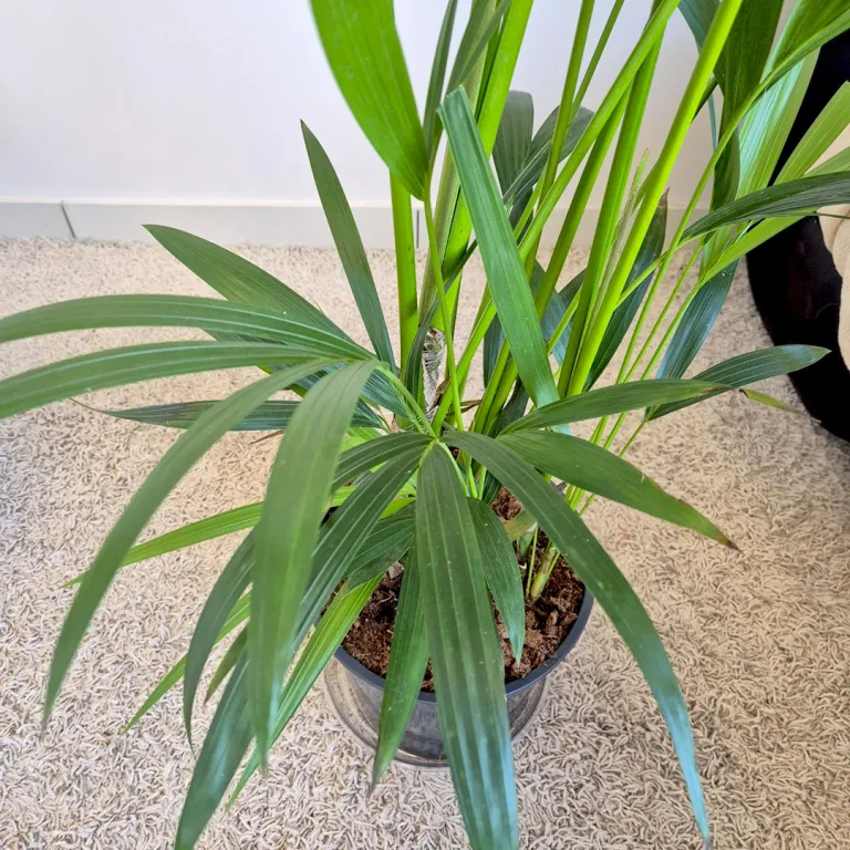 Palma Kentia (Kencja, Howea) 190cm