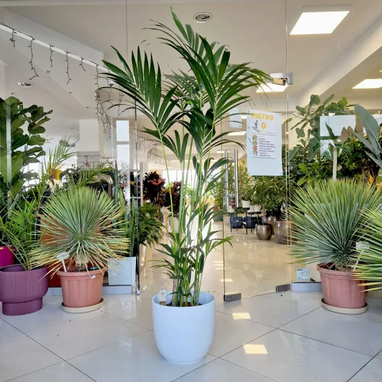 Palma Kentia (Kencja, Howea)