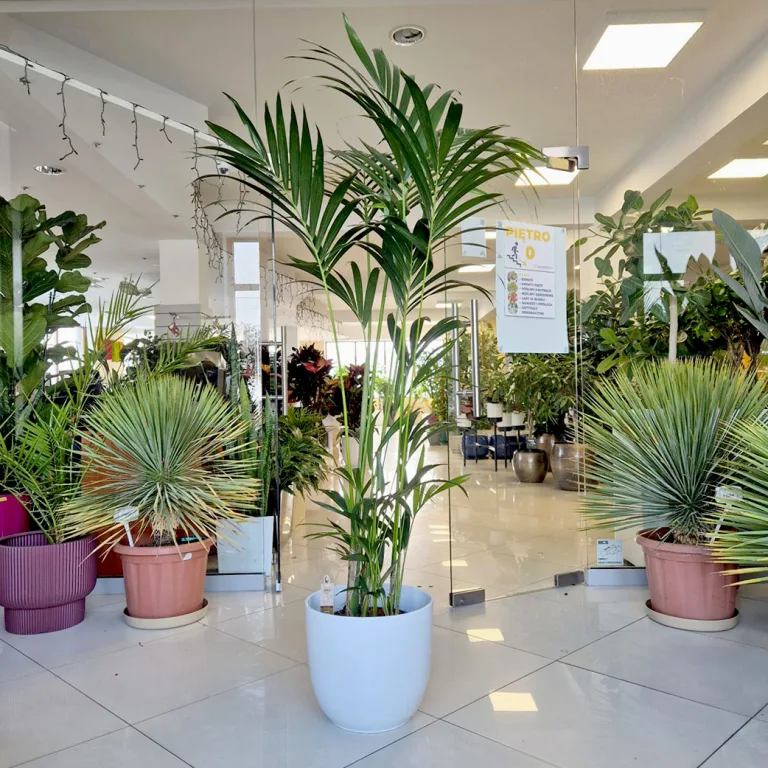 Palma Kentia (Kencja, Howea) 190cm