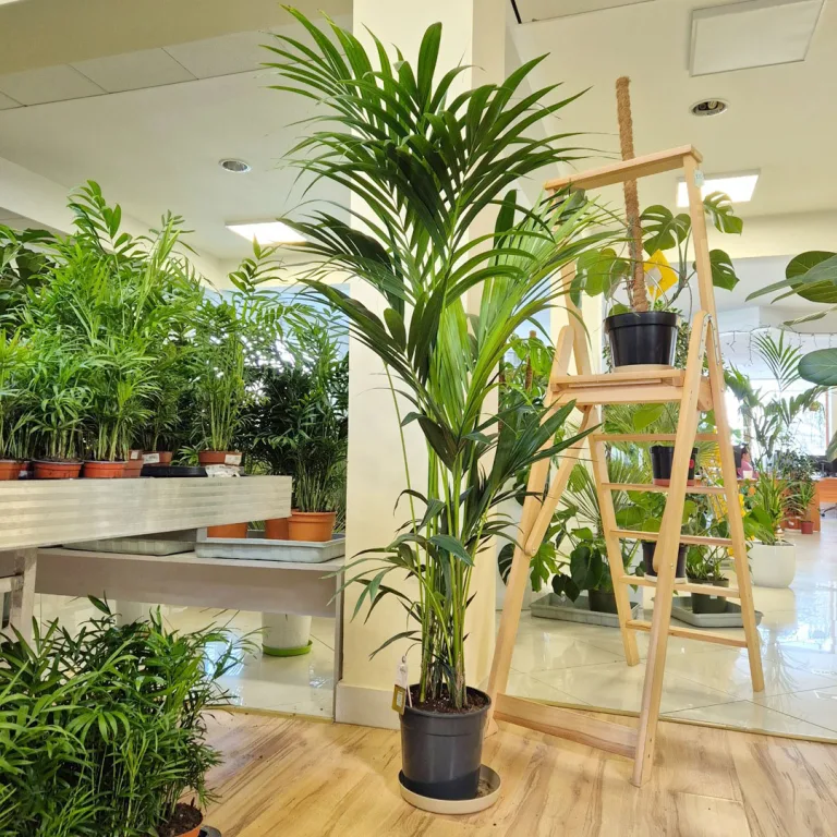 Palma Kentia (Kencja, Howea) 190cm