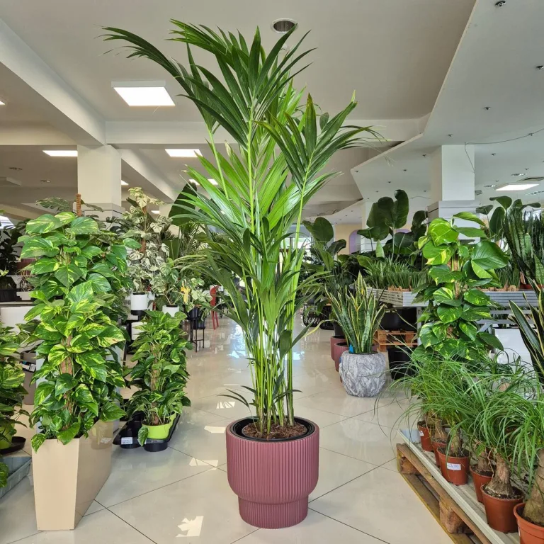 Palma Kentia (Kencja, Howea) 190cm