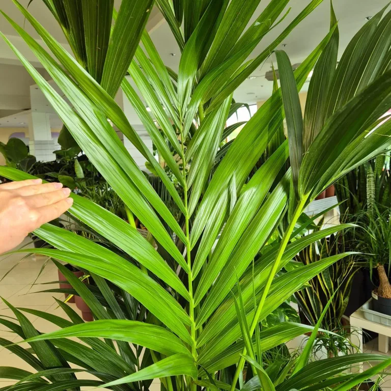 Palma Kentia (Kencja, Howea) 190cm
