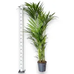 Palma Kentia (Kencja, Howea) 190cm