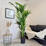 Palma Kentia (Kencja, Howea) 190cm