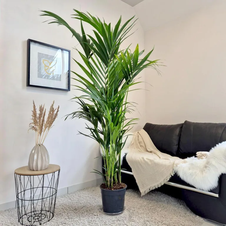 Palma Kentia (Kencja, Howea) 190cm