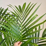 Palma Kentia (Kencja, Howea) 190cm