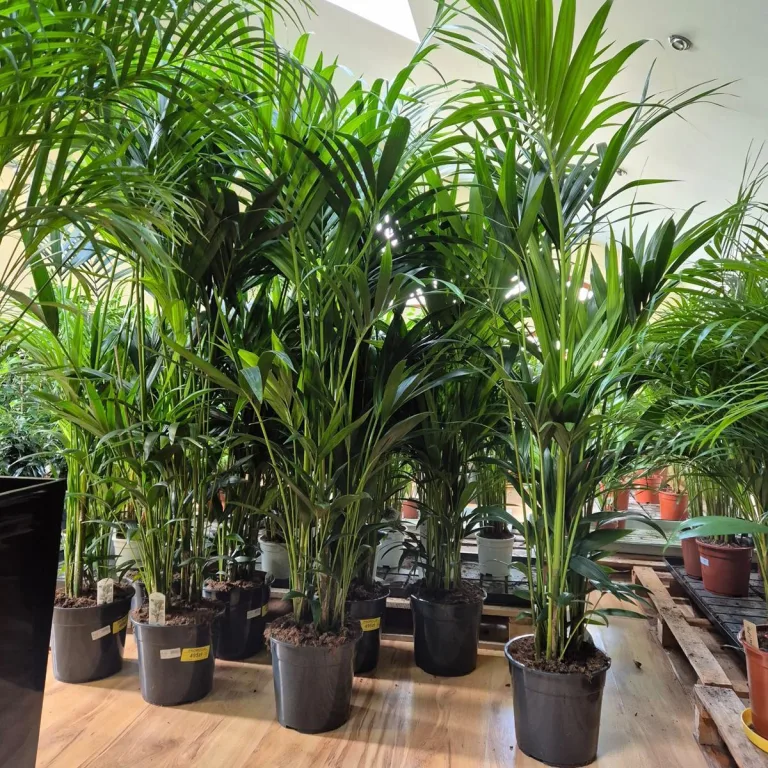 Palma Kentia (Kencja, Howea) 190cm