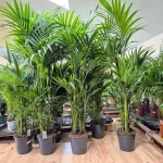Palma Kentia (Kencja, Howea) 190cm