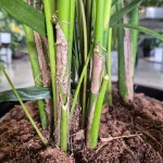 Palma Kentia (Kencja, Howea) 190cm