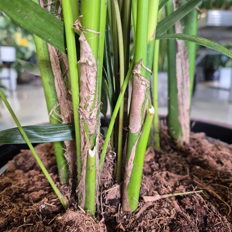 Palma Kentia (Kencja, Howea) 190cm