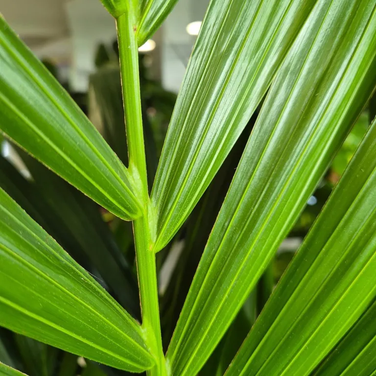 Palma Kentia (Kencja, Howea) 190cm