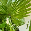 Palma Liwistona okrągłolistna (Livistona rotundifolia) 75cm