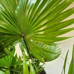 Palma Liwistona okrągłolistna (Livistona rotundifolia) 75cm
