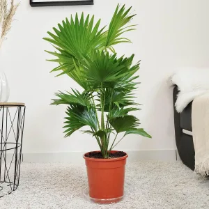 Palma Liwistona okrągłolistna (Livistona rotundifolia) 80cm