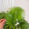 Palma Liwistona okrągłolistna (Livistona rotundifolia) 75cm