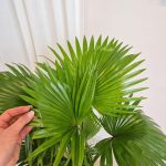 Palma Liwistona okrągłolistna (Livistona rotundifolia) 75cm