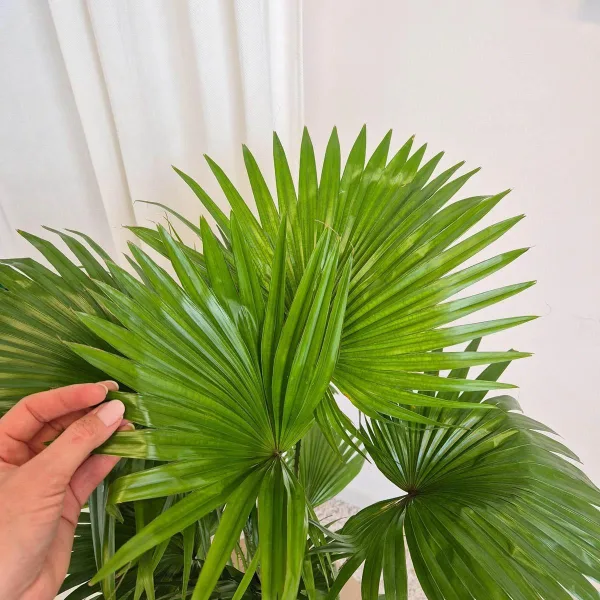 Palma Liwistona okrągłolistna (Livistona rotundifolia) 75cm