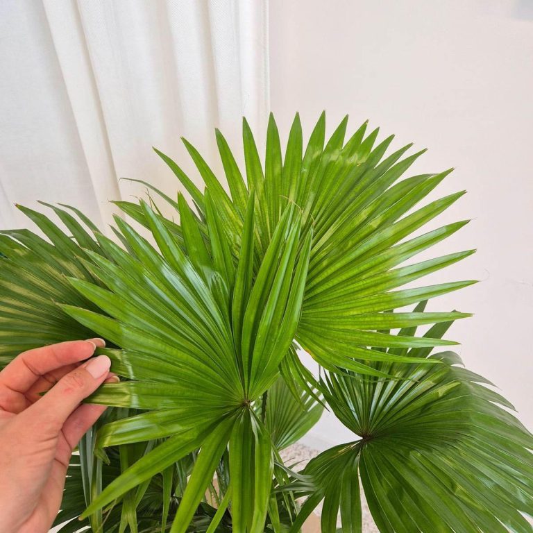 Palma Liwistona okrągłolistna (Livistona rotundifolia) 75cm