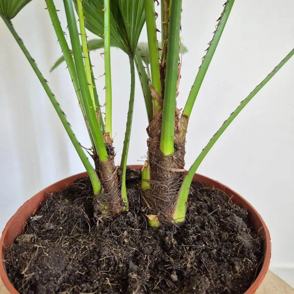 Palma Liwistona okrągłolistna (Livistona rotundifolia) 75cm