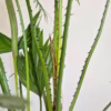 Palma Liwistona okrągłolistna (Livistona rotundifolia) 70-80cm