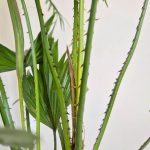 Palma Liwistona okrągłolistna (Livistona rotundifolia) 75cm