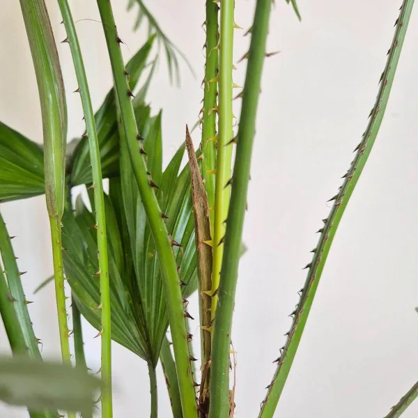 Palma Liwistona okrągłolistna (Livistona rotundifolia) 75cm